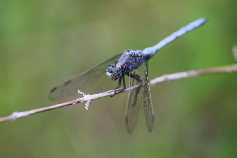 a blue dragonfly resting on a twig