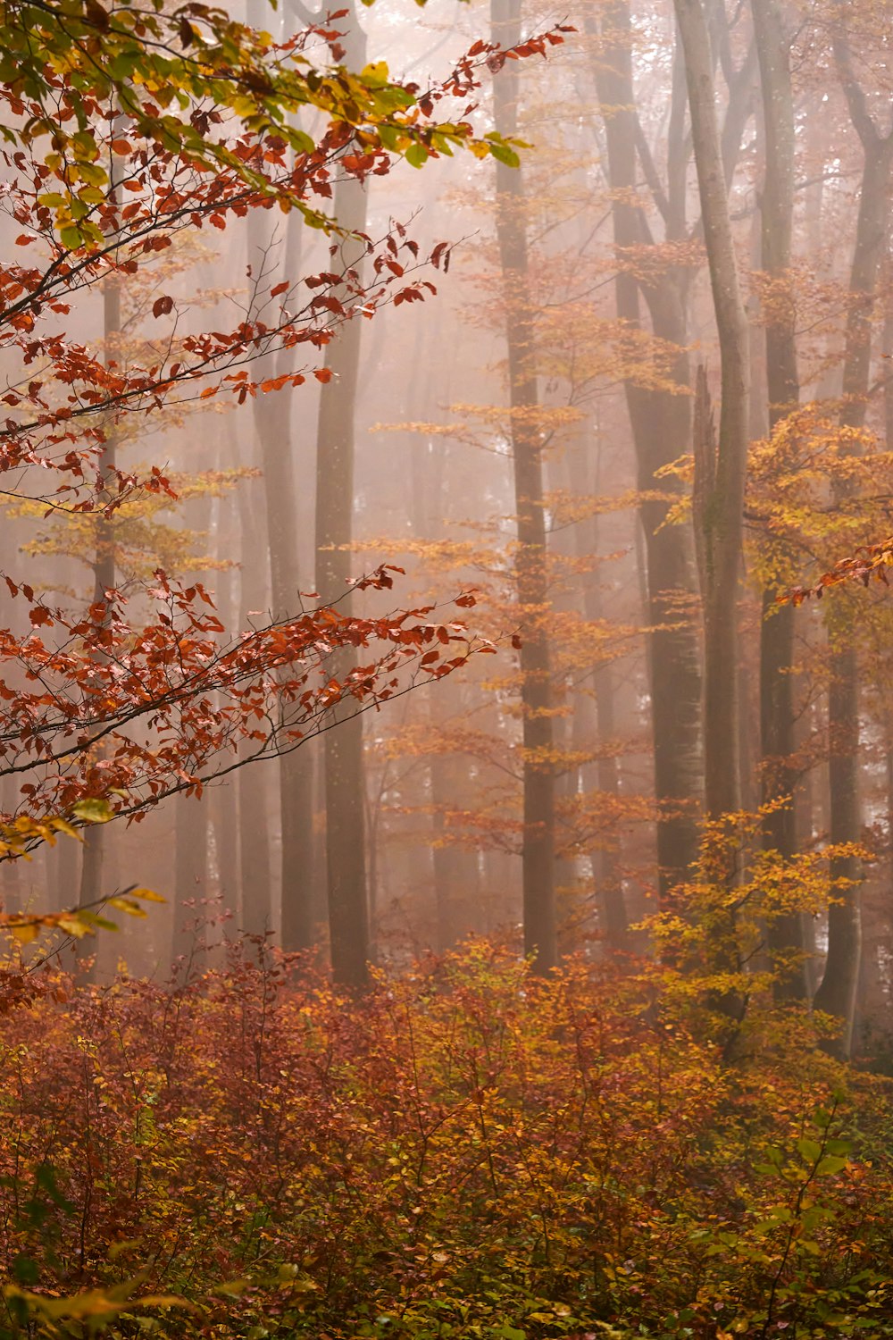 a foggy forest filled with lots of trees