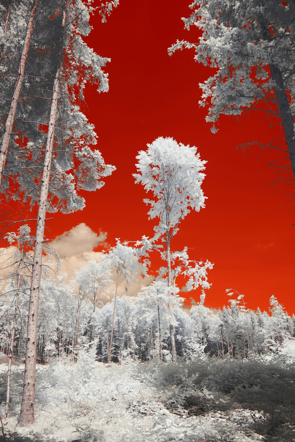 a red sky is reflected in the trees