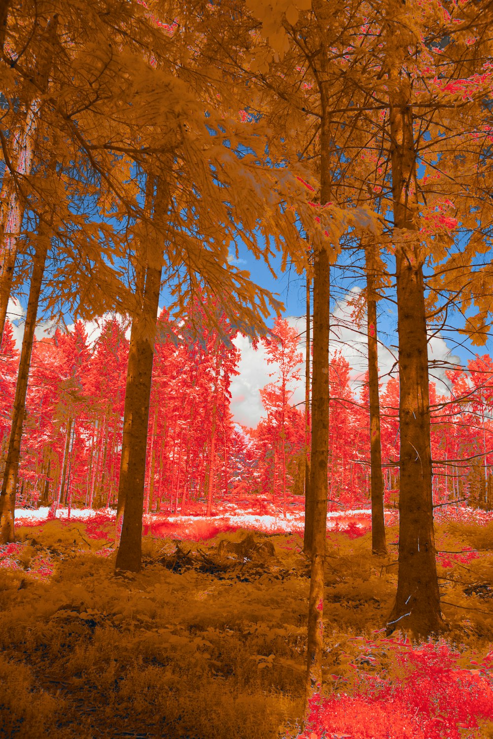 a forest filled with lots of red trees