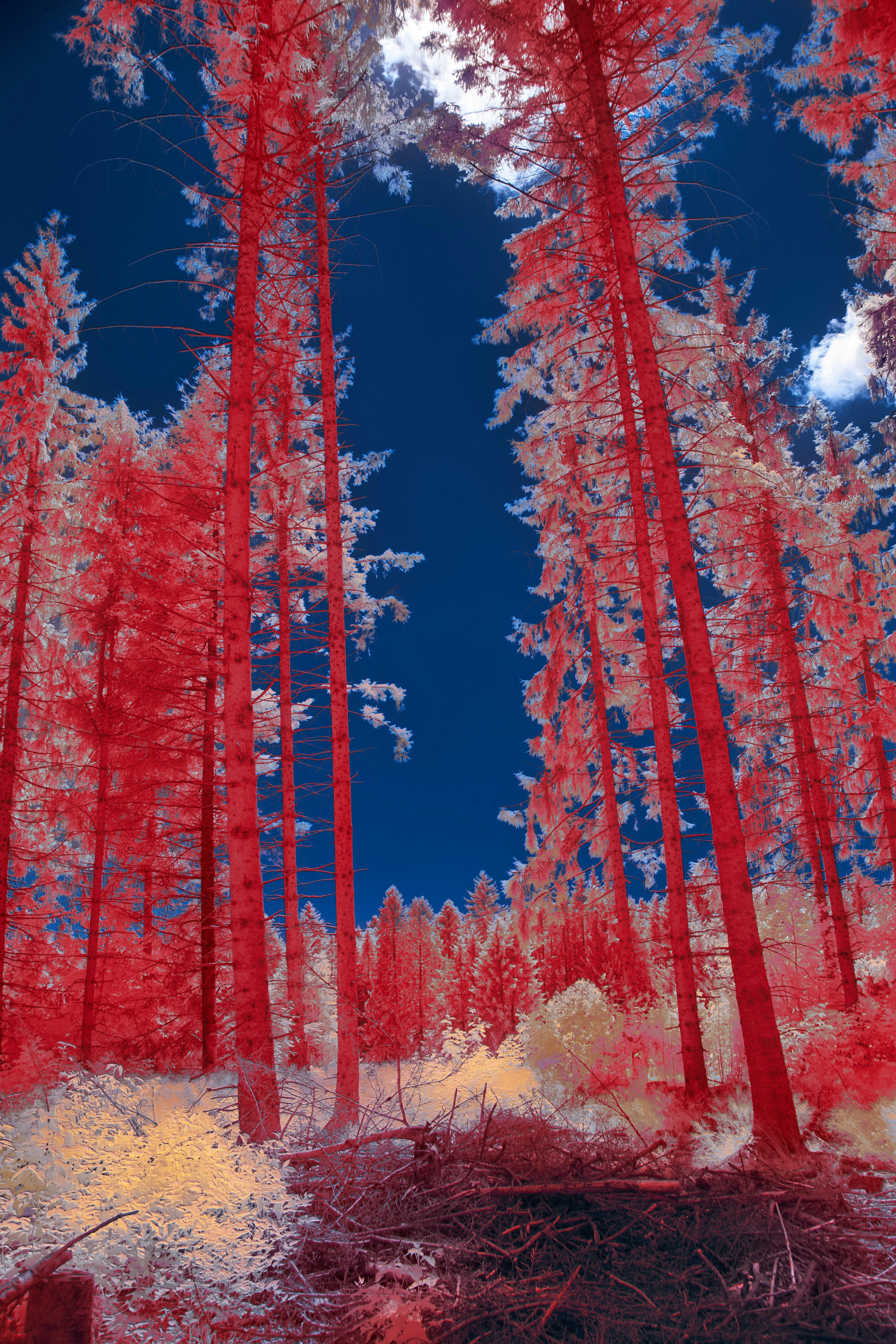 Photo by wolfgang_hasselmann