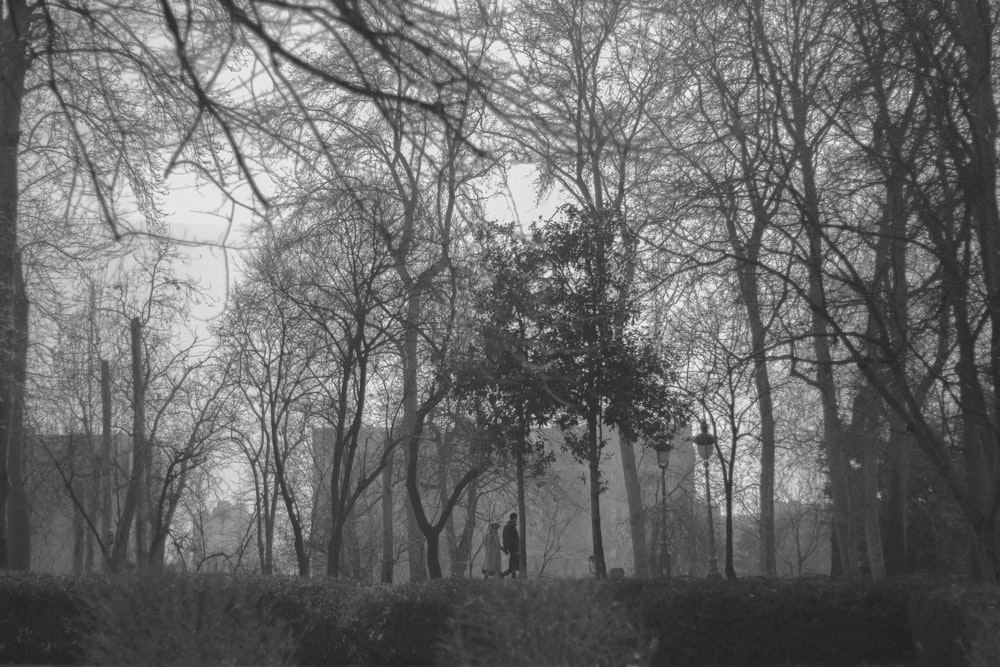 a black and white photo of trees and bushes