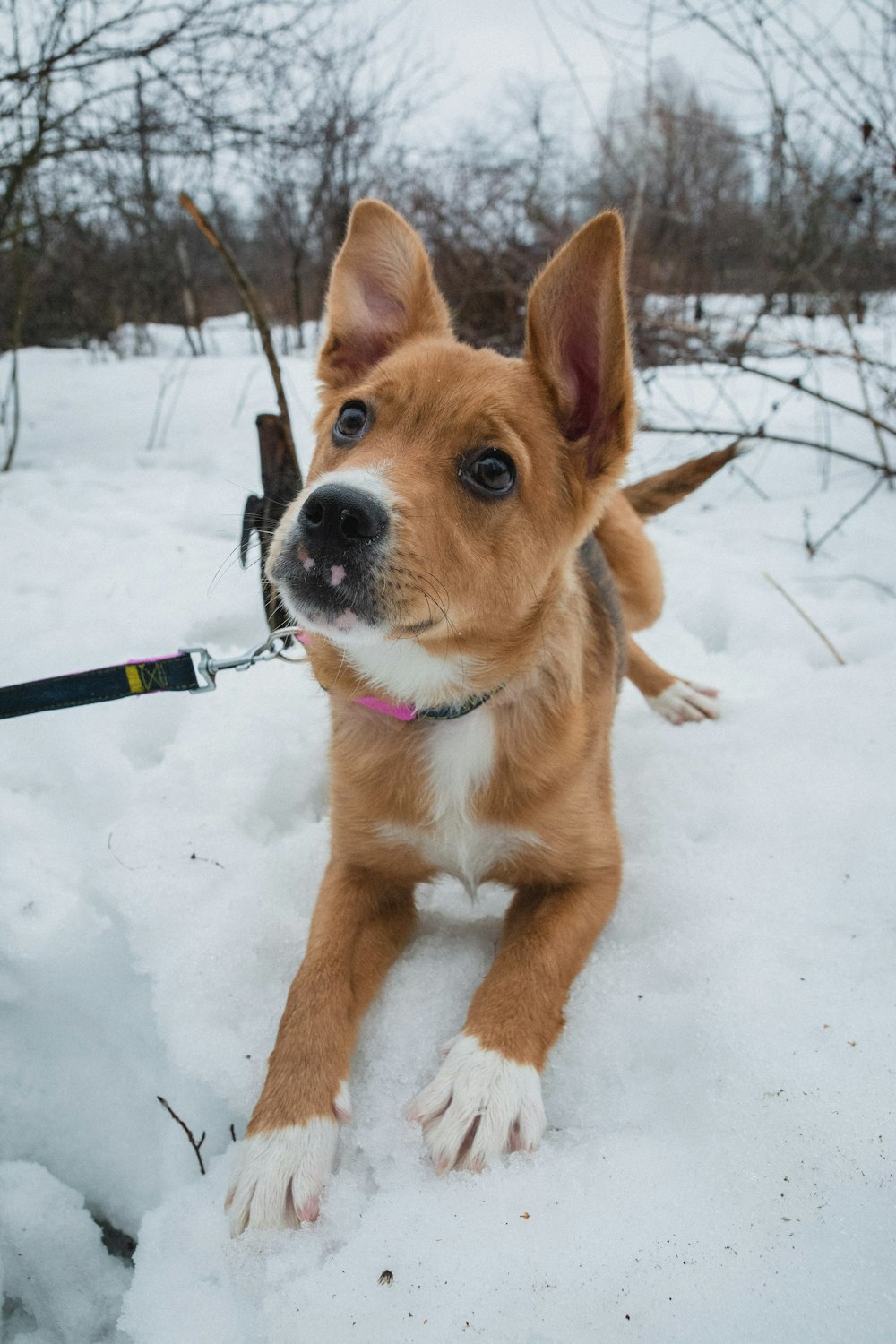 a brown and white dog with a leash in the snow