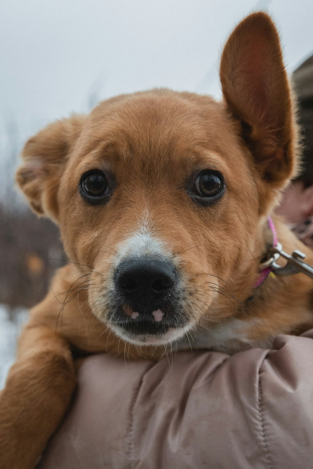 a small brown dog sitting on top of a person's arm