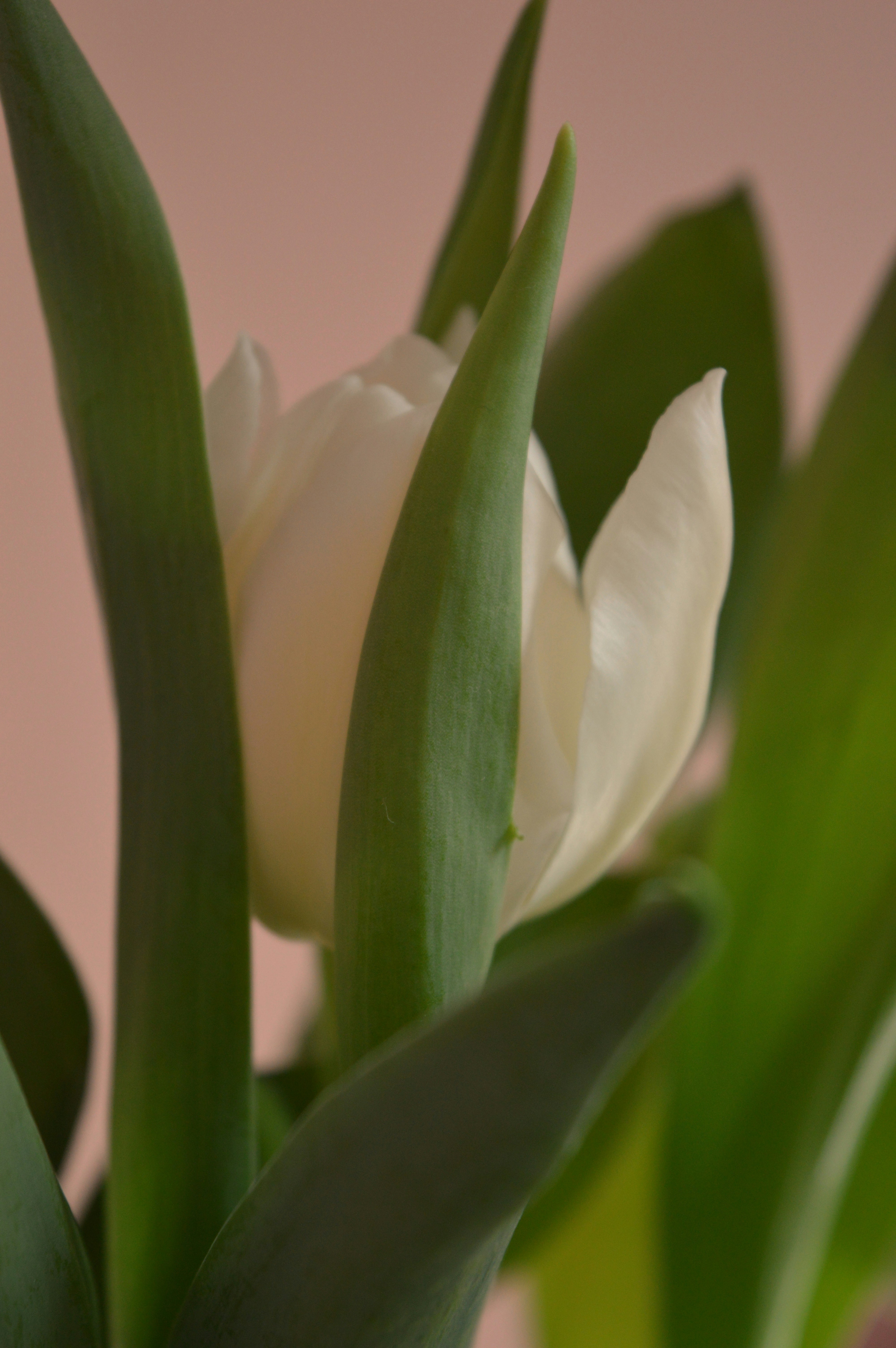 Photo by marianikolova