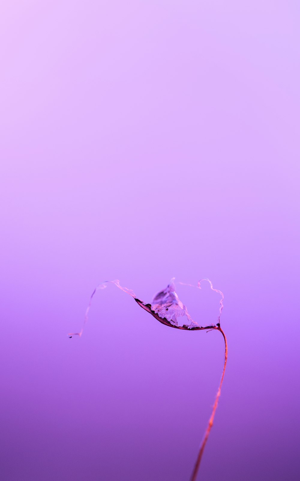 a single leaf floating in the air on a purple background