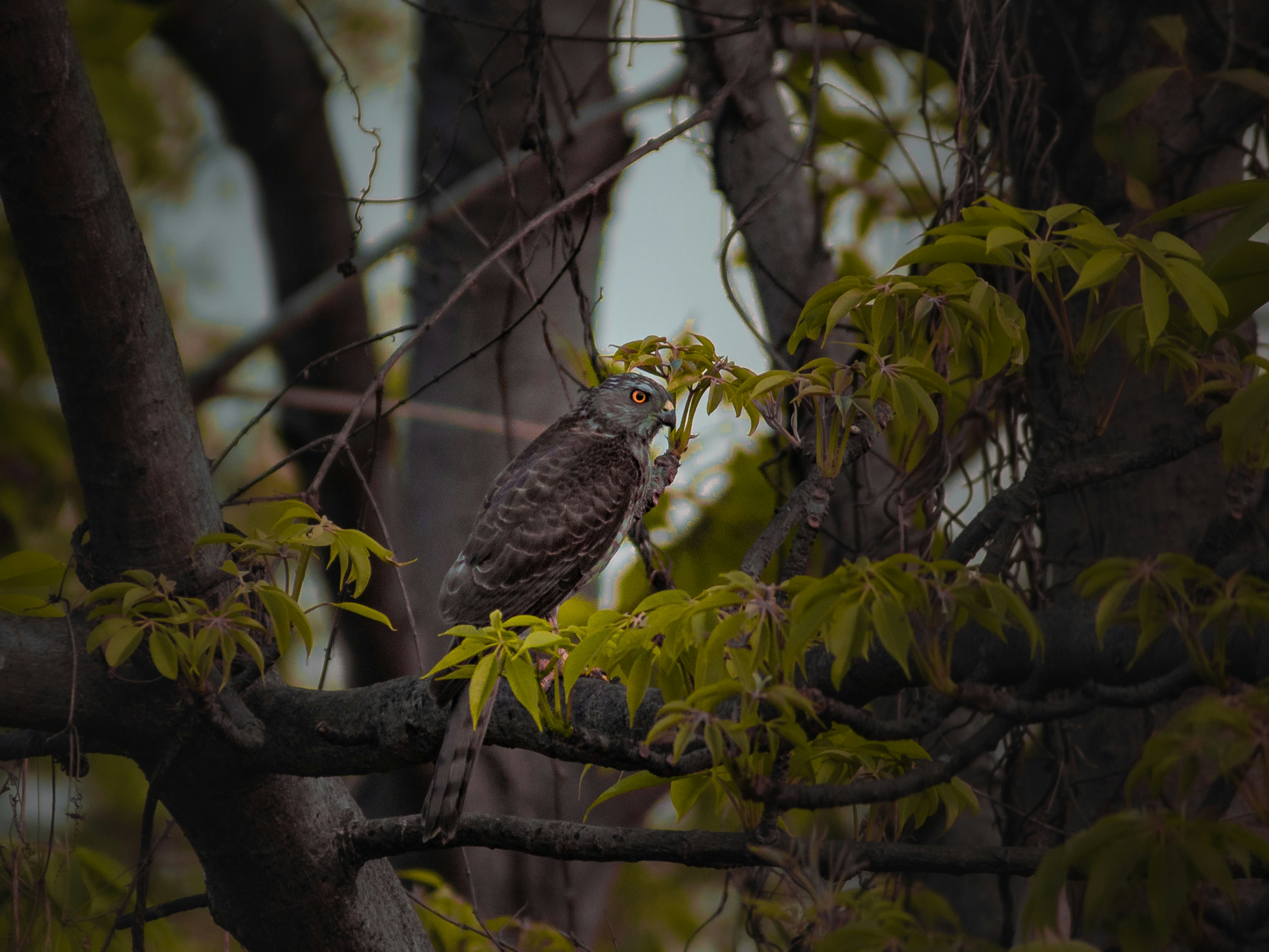 Photo by theshantanukr