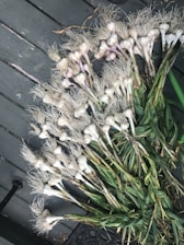 Freshly harvested garlic bulbs with long green stems and dry roots are laid out on a wooden surface. The garlic appears to be in different shades of white and purple with tangled roots and sturdy green leaves.