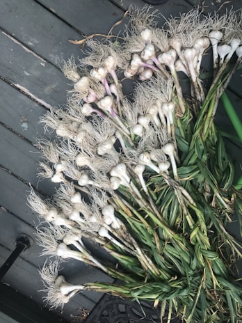 Freshly harvested garlic bulbs with long green stems and dry roots are laid out on a wooden surface. The garlic appears to be in different shades of white and purple with tangled roots and sturdy green leaves.