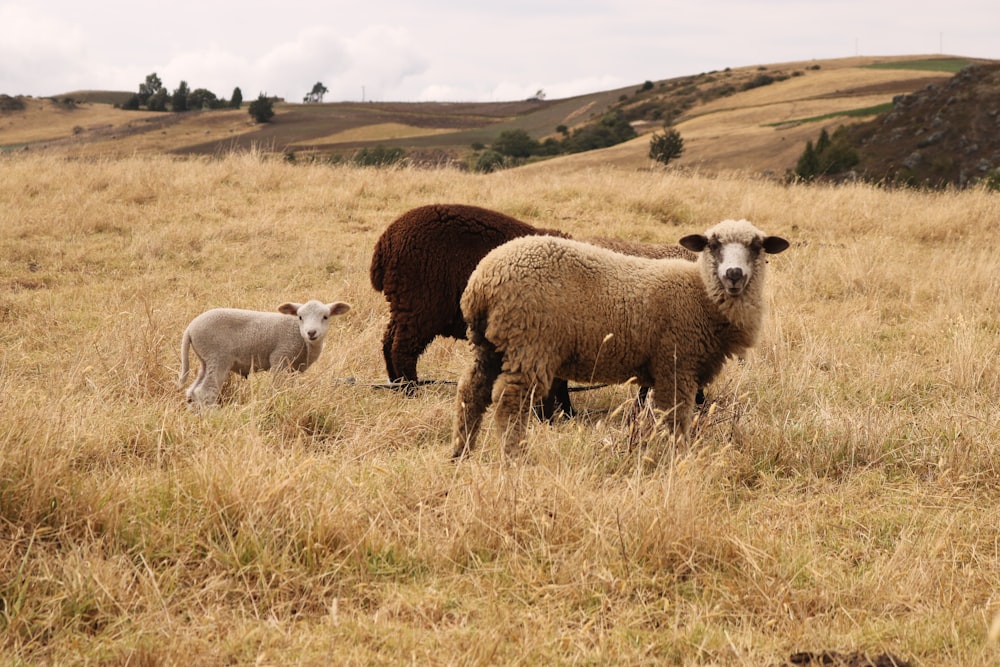 Dos ovejas y un cordero parados en un campo