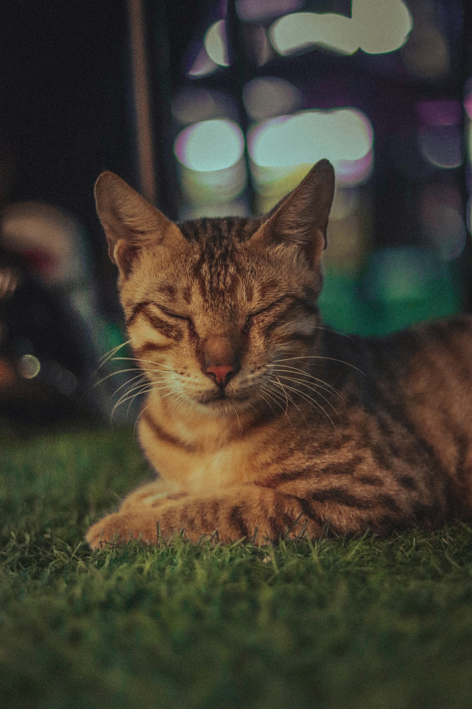 A cat that is laying down in the grass photo – Free Cat Image on Unsplash