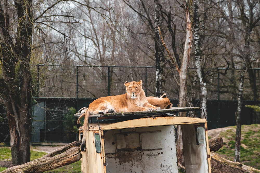 a lion laying on top of a wooden structure
