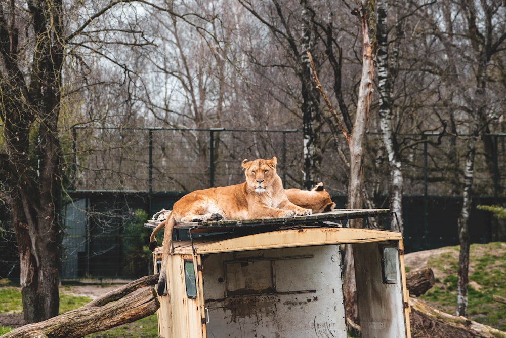 un leone che giace sulla cima di una struttura di legno