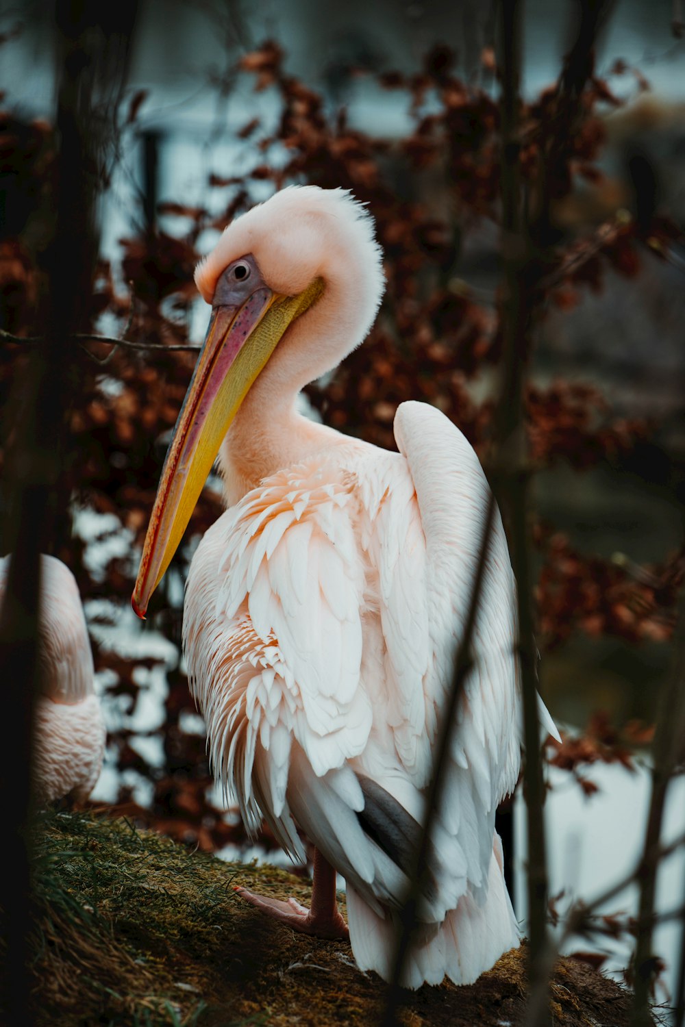 a large white bird with a yellow beak