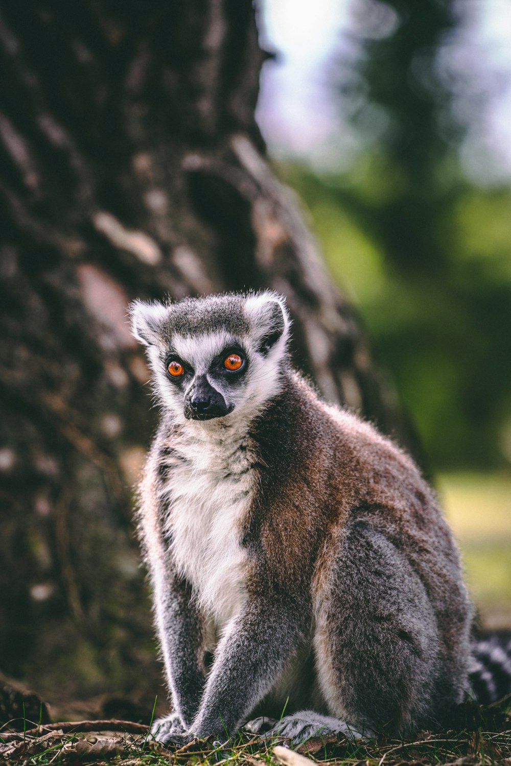 a close up of a small animal near a tree