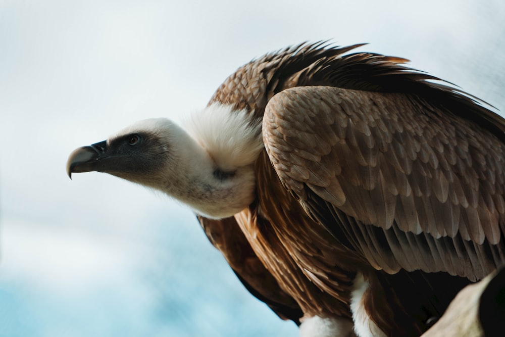 a close up of a large bird with wings spread