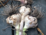 Several freshly harvested bulbs of garlic with dirt on their surfaces and roots are laid on a dark surface, showcasing their natural and rustic appearance.
