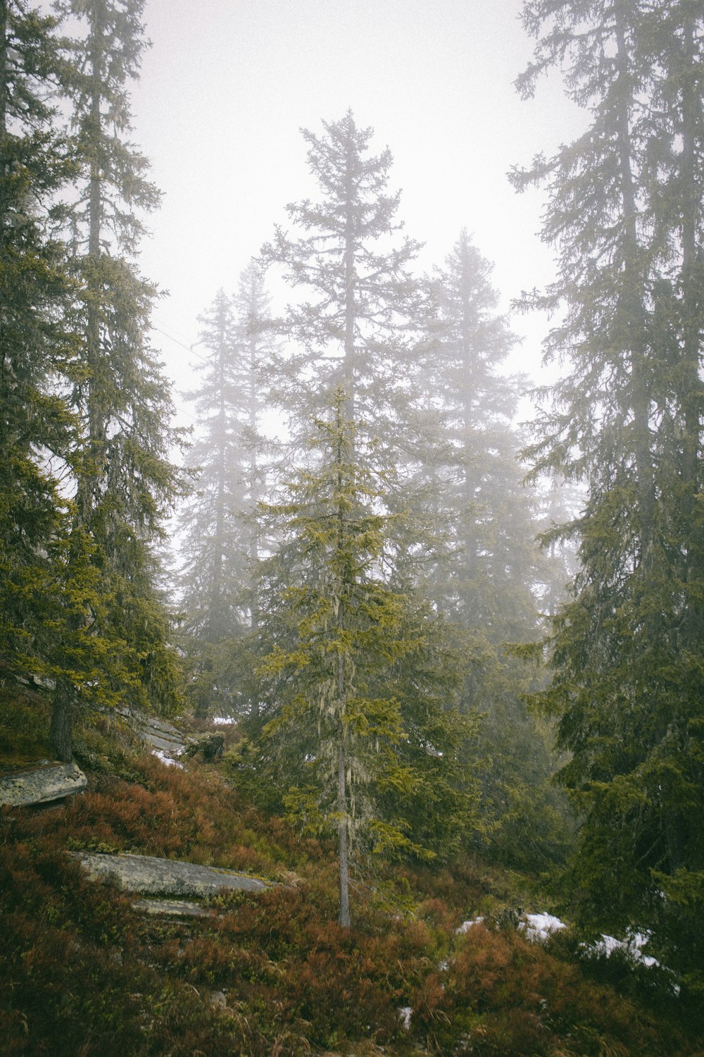 a foggy forest filled with lots of tall trees