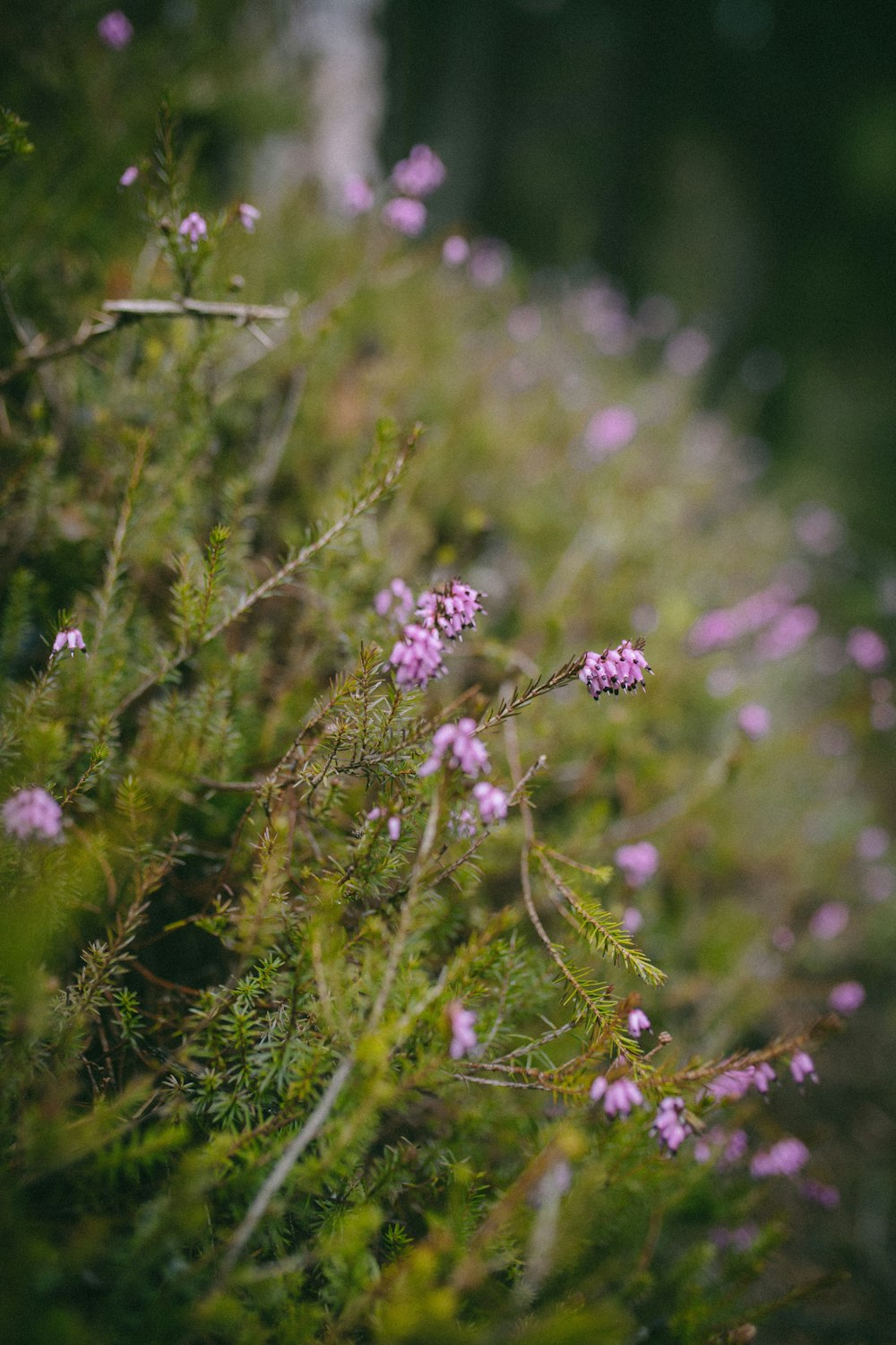 a bunch of flowers that are growing in the grass