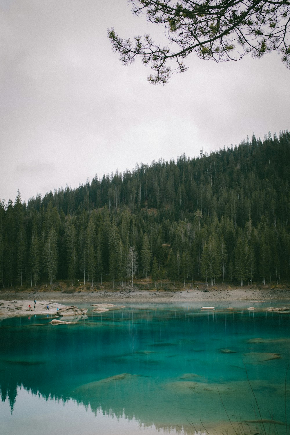 a body of water surrounded by a forest