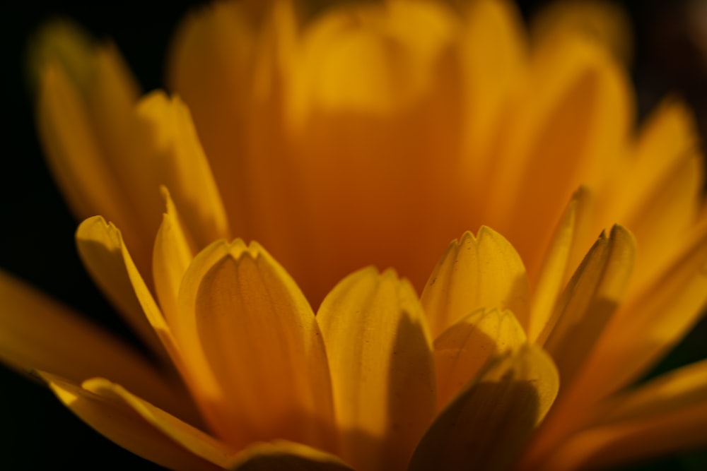 a close up of a yellow flower with a black background