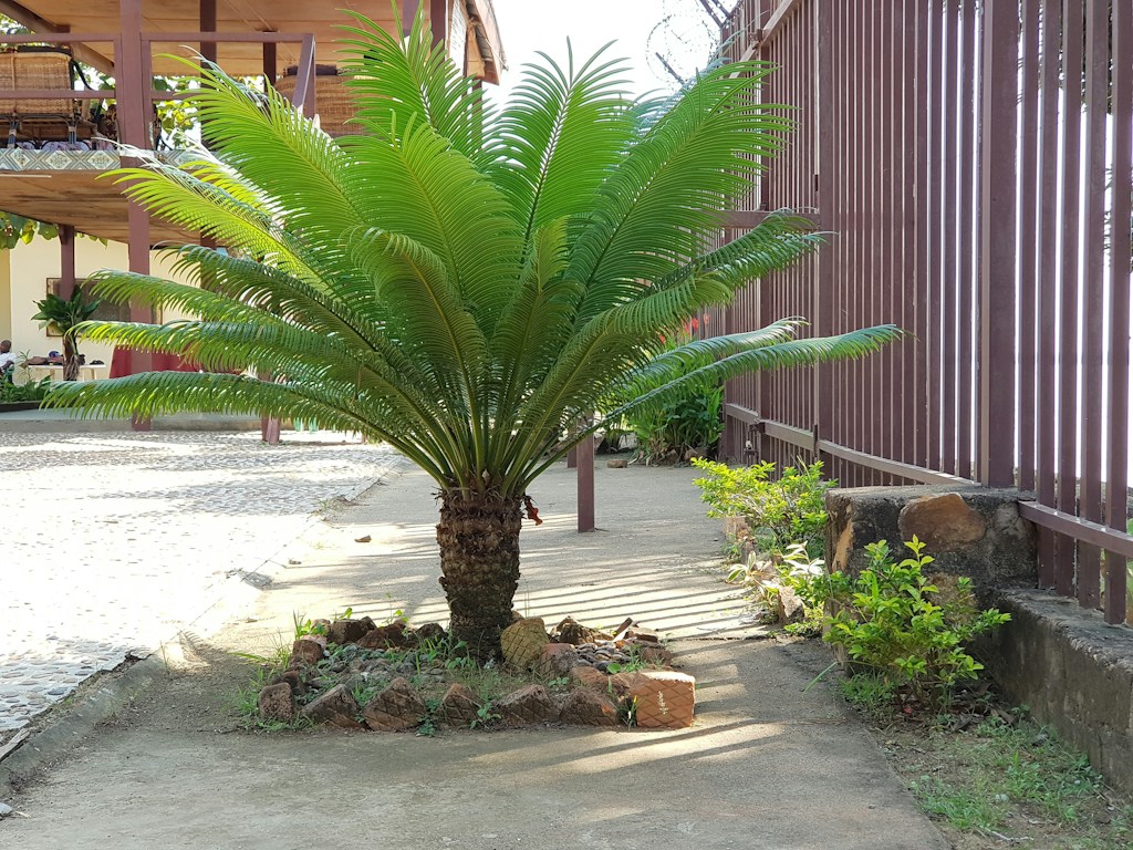 Bird Of Paradise