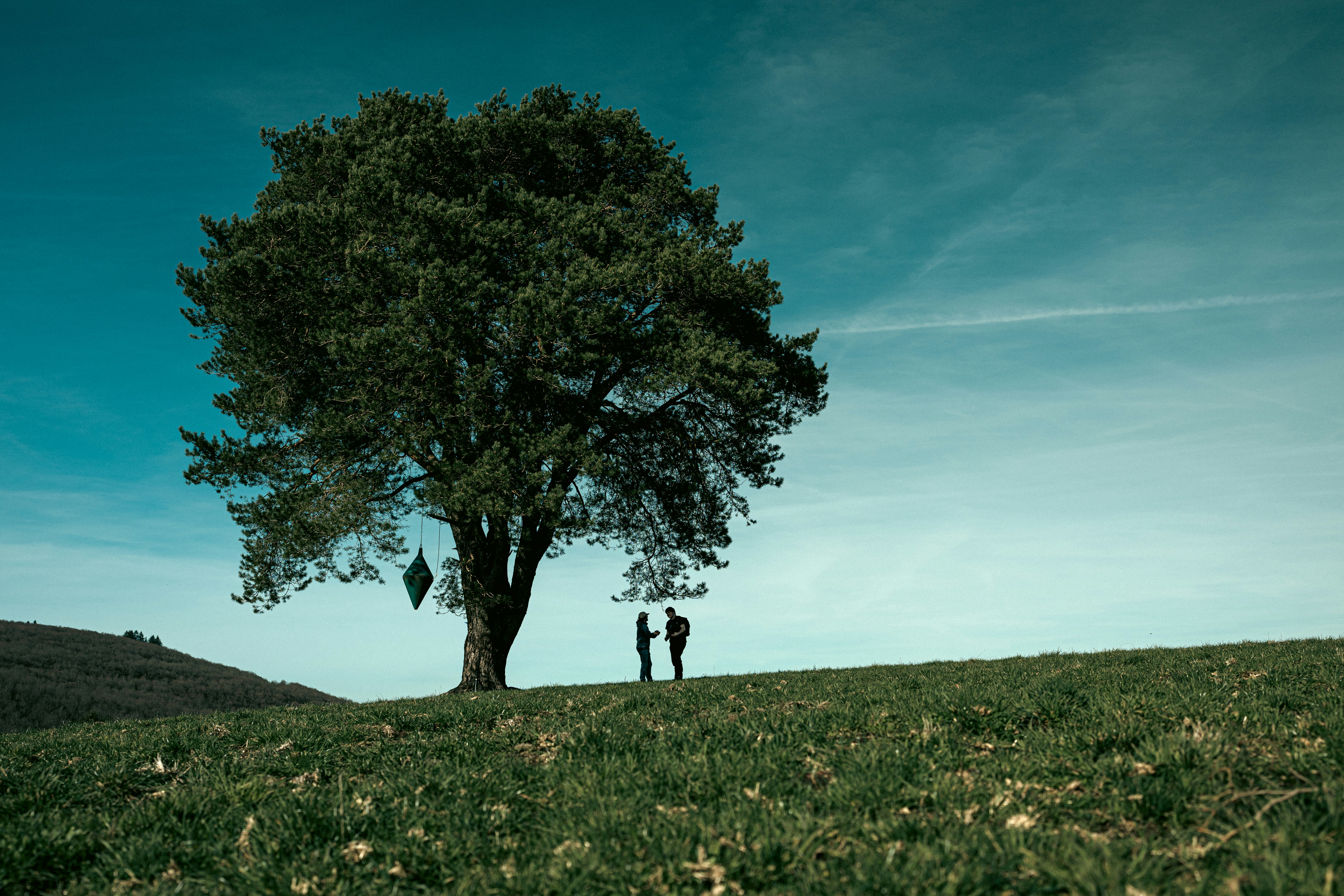 Two people standing under a tree on a hill photo – Free Tree Image on ...