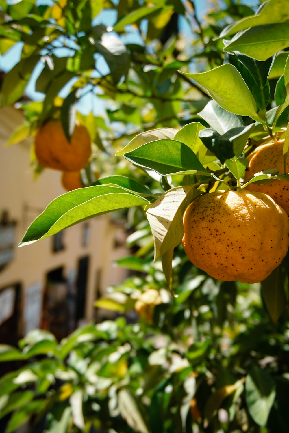 a tree filled with lots of ripe oranges