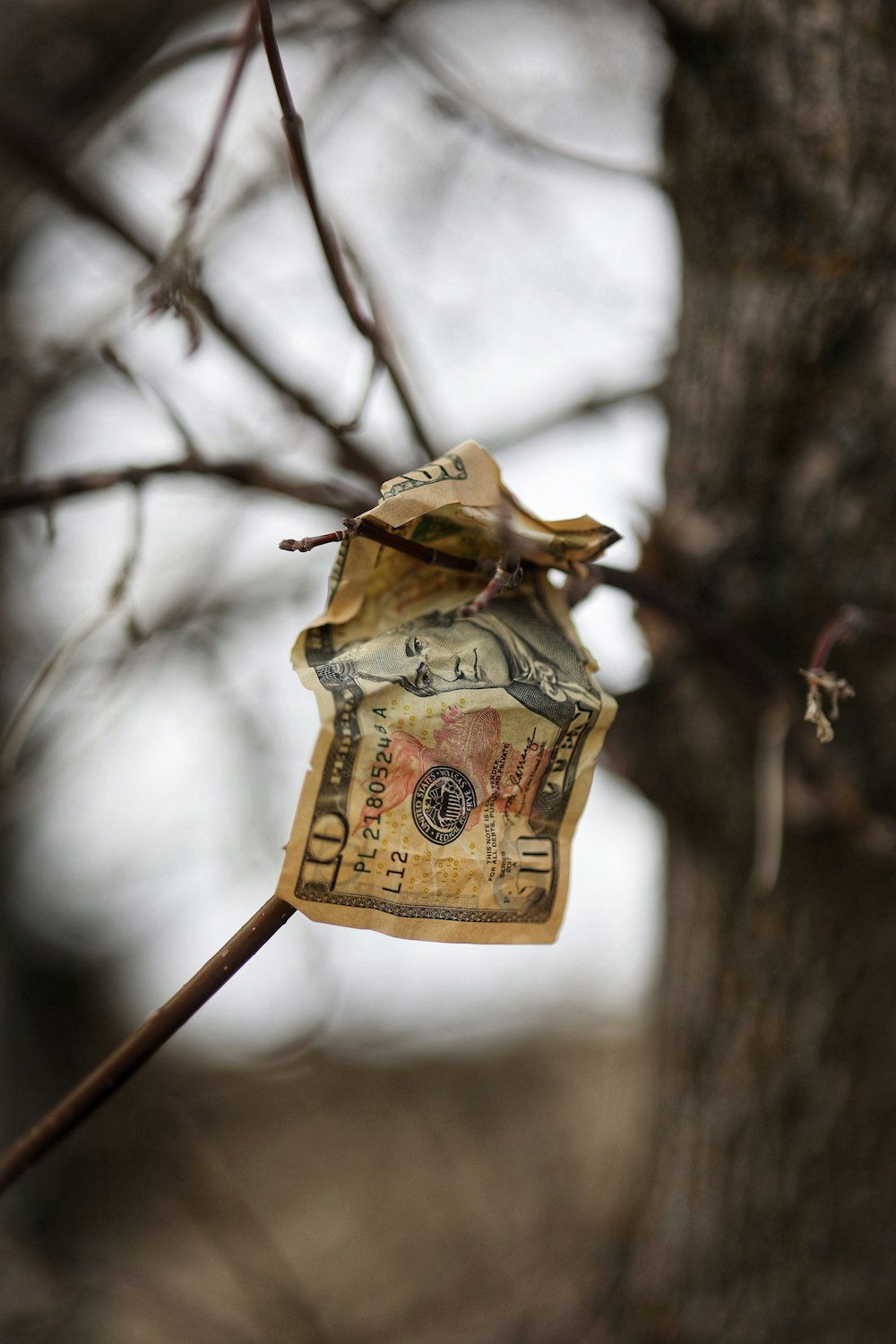 a money bag hanging from a tree branch