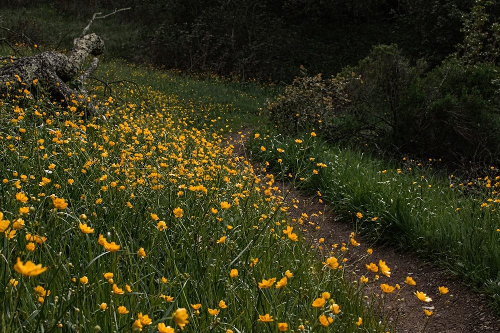 ein Feld voller gelber Blumen neben einem Wald
