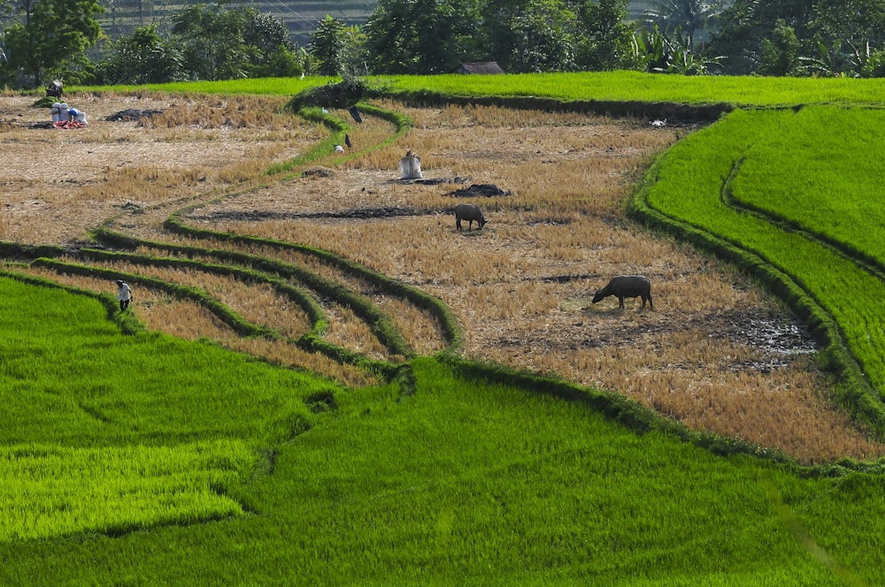 a couple of animals standing on top of a lush green field