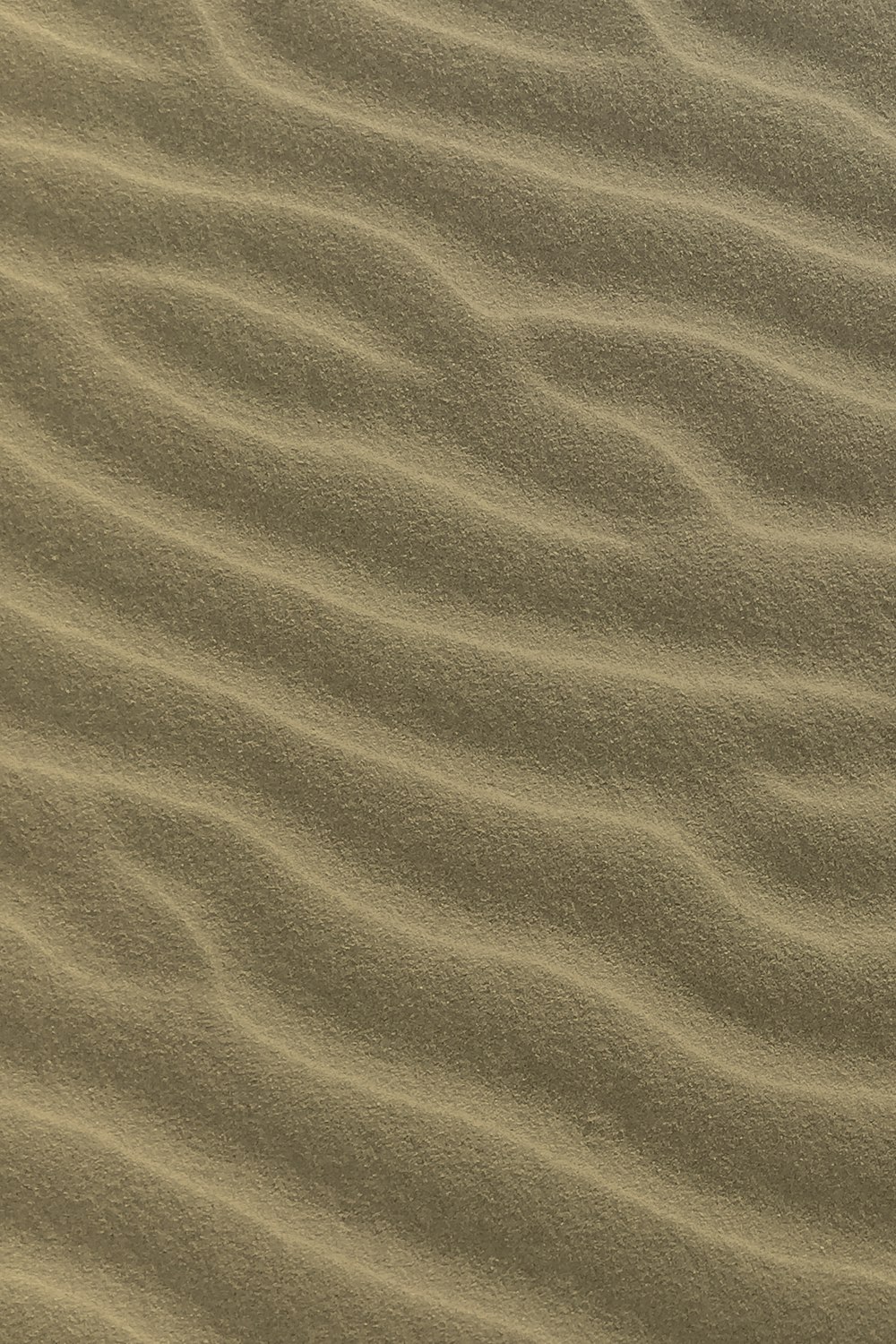 a bird is standing in the sand on the beach