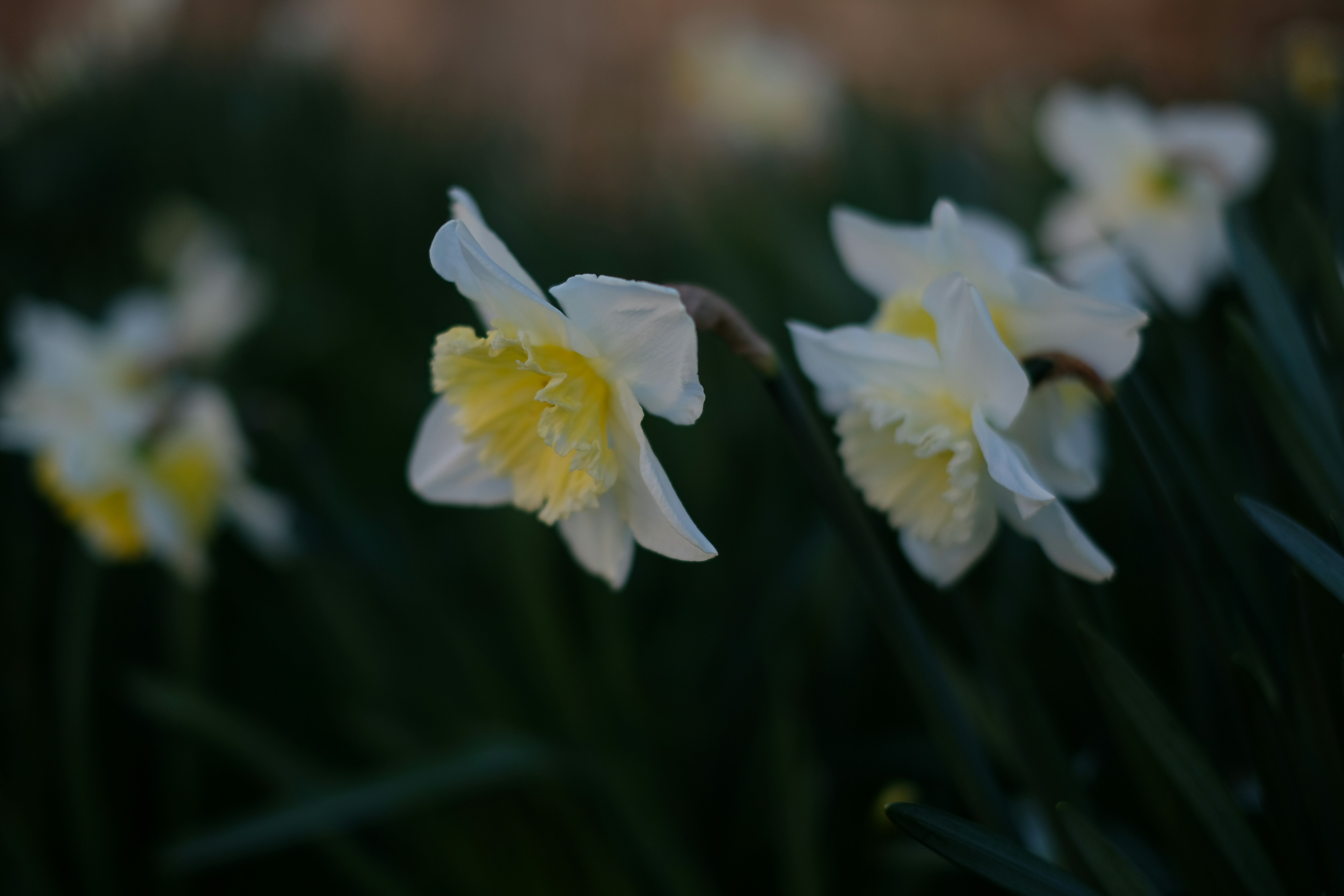 Photo by zaralazarov