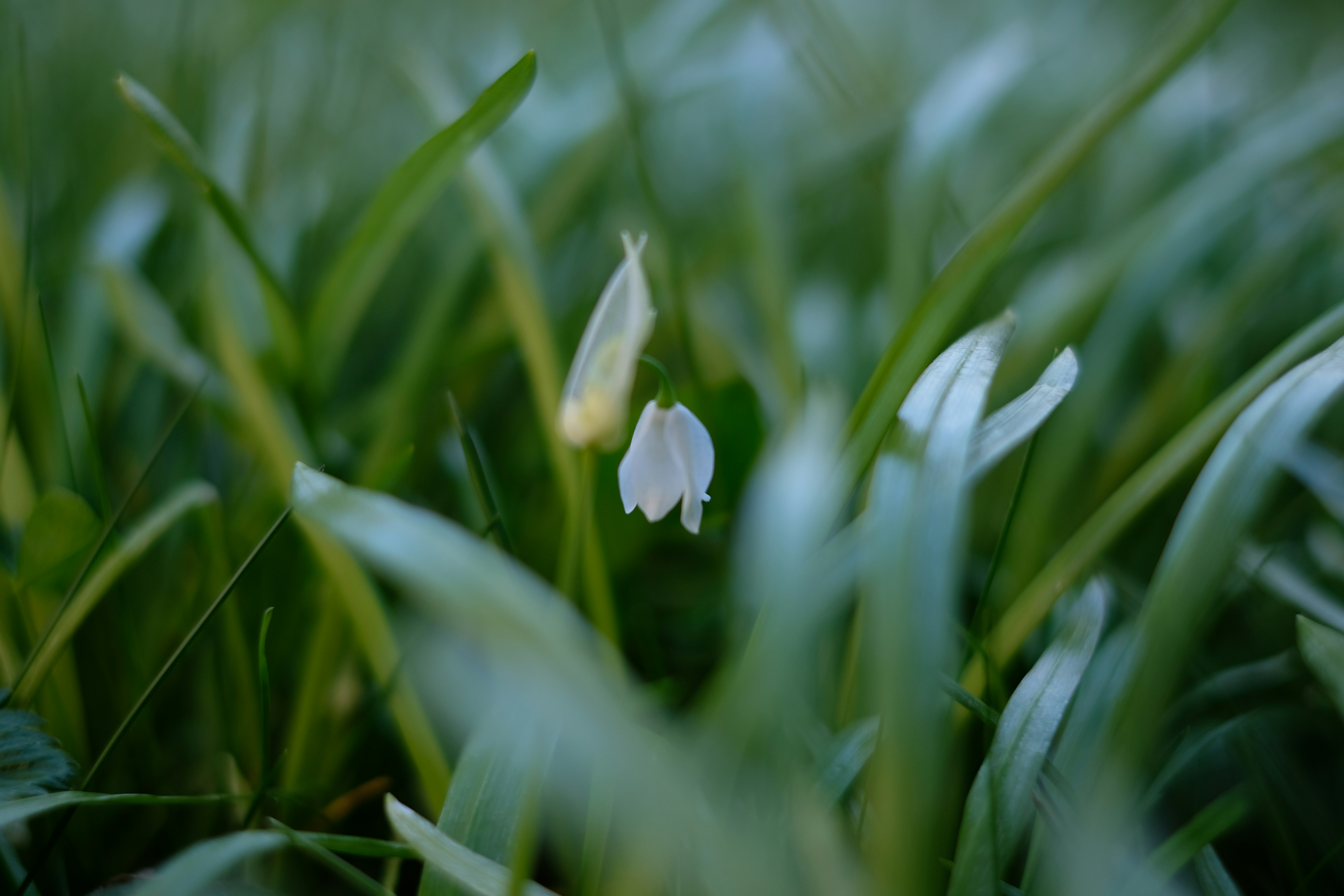 Photo by zaralazarov