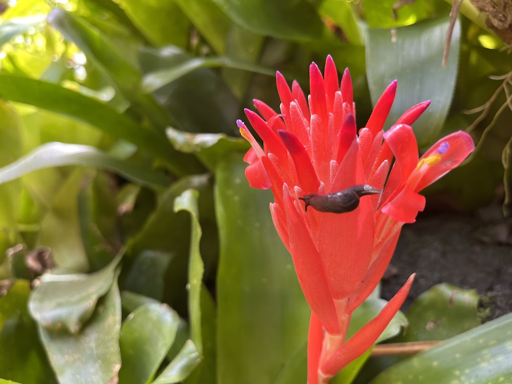 a red flower with green leaves in the background