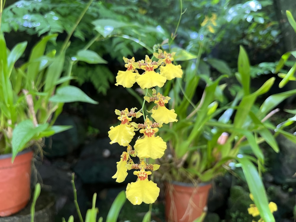 a bunch of flowers that are in some pots