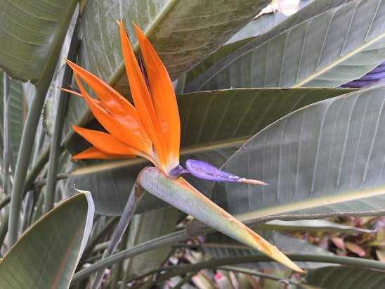 An exotic flower with bright orange petals and a small section of vibrant purple is set against a backdrop of large, broad green leaves. The leaves have a textured surface with visible veins, and the scene appears to be part of a larger garden or outdoor setting.