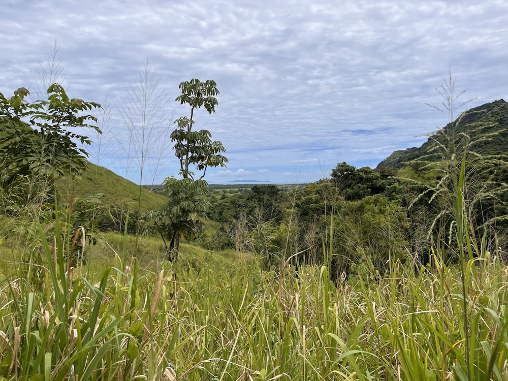 Una lussureggiante foresta verde piena di molti alberi