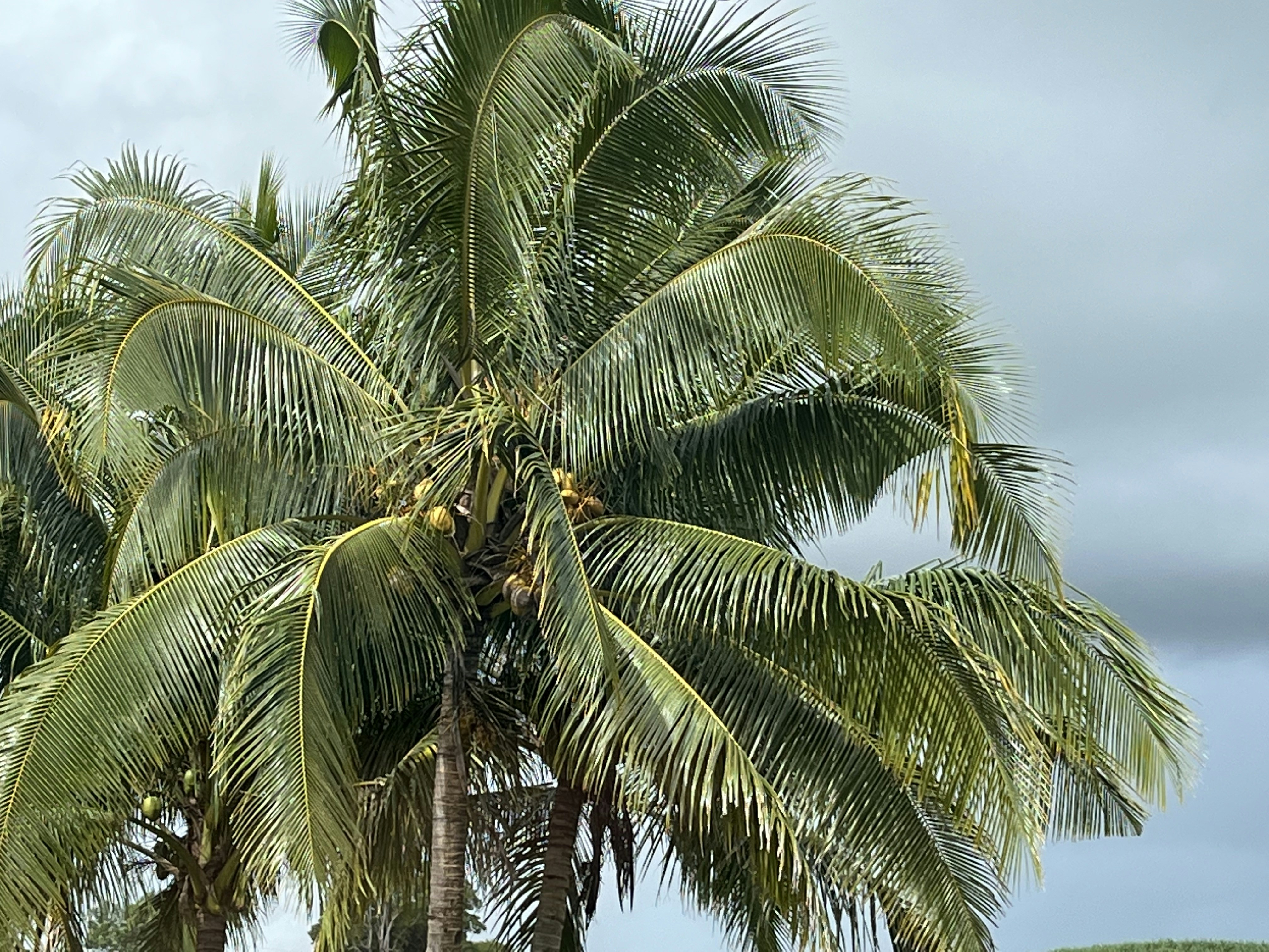 Photo by cristina_seaborn