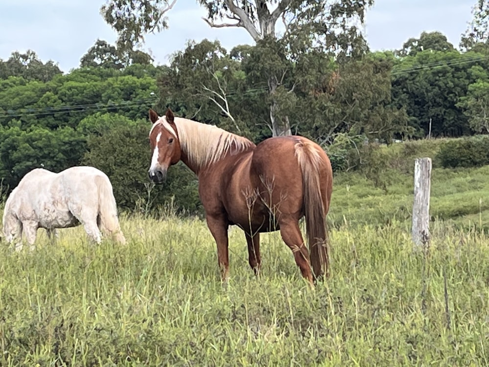 Dos caballos están parados en un campo cubierto de hierba