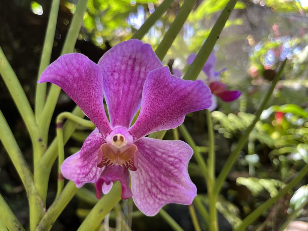 a close up of a purple flower in a garden