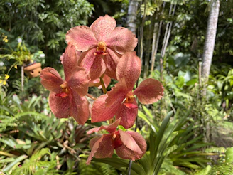 a close up of a flower near many trees