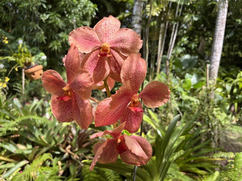 a close up of a flower near many trees