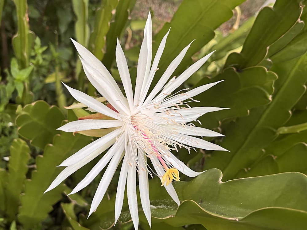 a close up of a white flower on a plant