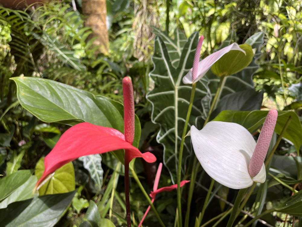 a close up of a flower near many other plants