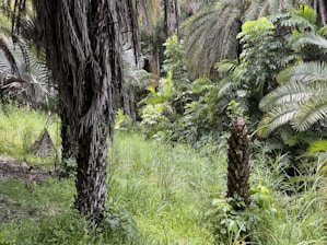 A lush, green jungle scene with tall palm trees and dense undergrowth. Various shades of green dominate the landscape, with thick foliage and large fronds creating a rich and vibrant natural environment.