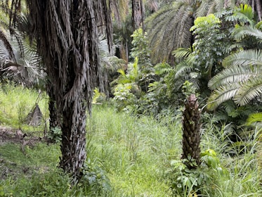A vibrant tropical jungle scene with colorful birds and lush greenery.