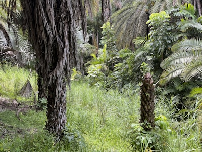 A lush jungle landscape filled with exotic plants.