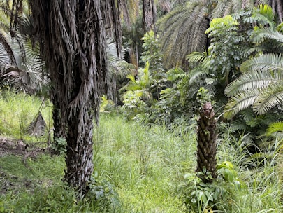 A lush, green jungle scene with tall palm trees and dense undergrowth. Various shades of green dominate the landscape, with thick foliage and large fronds creating a rich and vibrant natural environment.