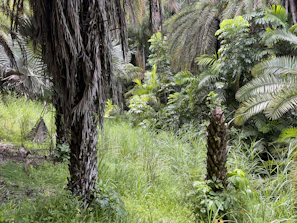 An exotic jungle scene with lush greenery and wildlife.